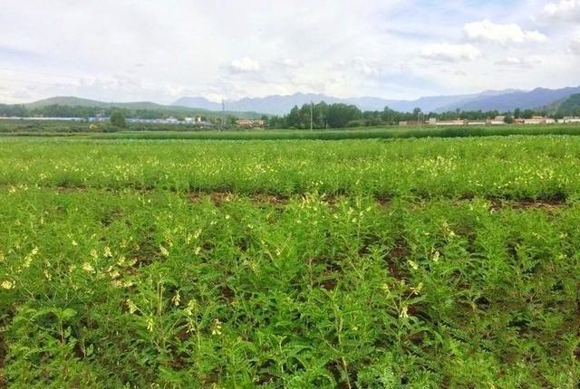 盛唐游戏手机版_盛唐游戏玩法_玩法盛唐游戏怎么玩