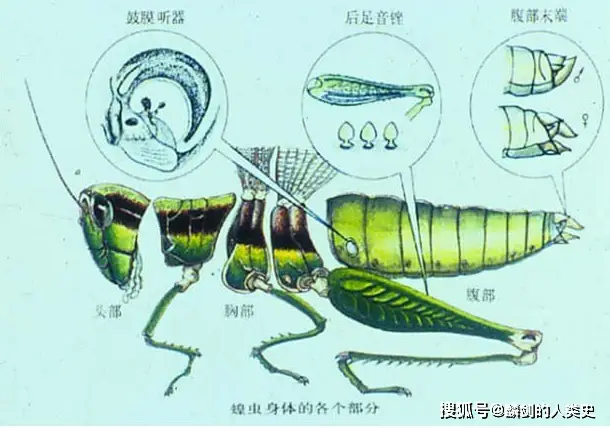 五人六足游戏规则-五人六足：超级搞笑又考验团队默契的游戏等你来挑战