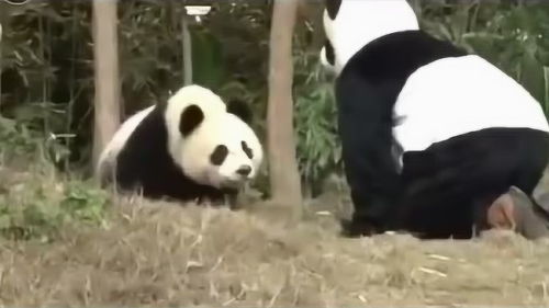 大熊猫竞技场 